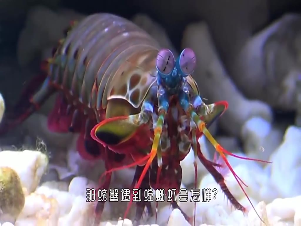 A crab encounters a hungry Mantis shrimp, two cheeks to two fists, the good play is about to begin.