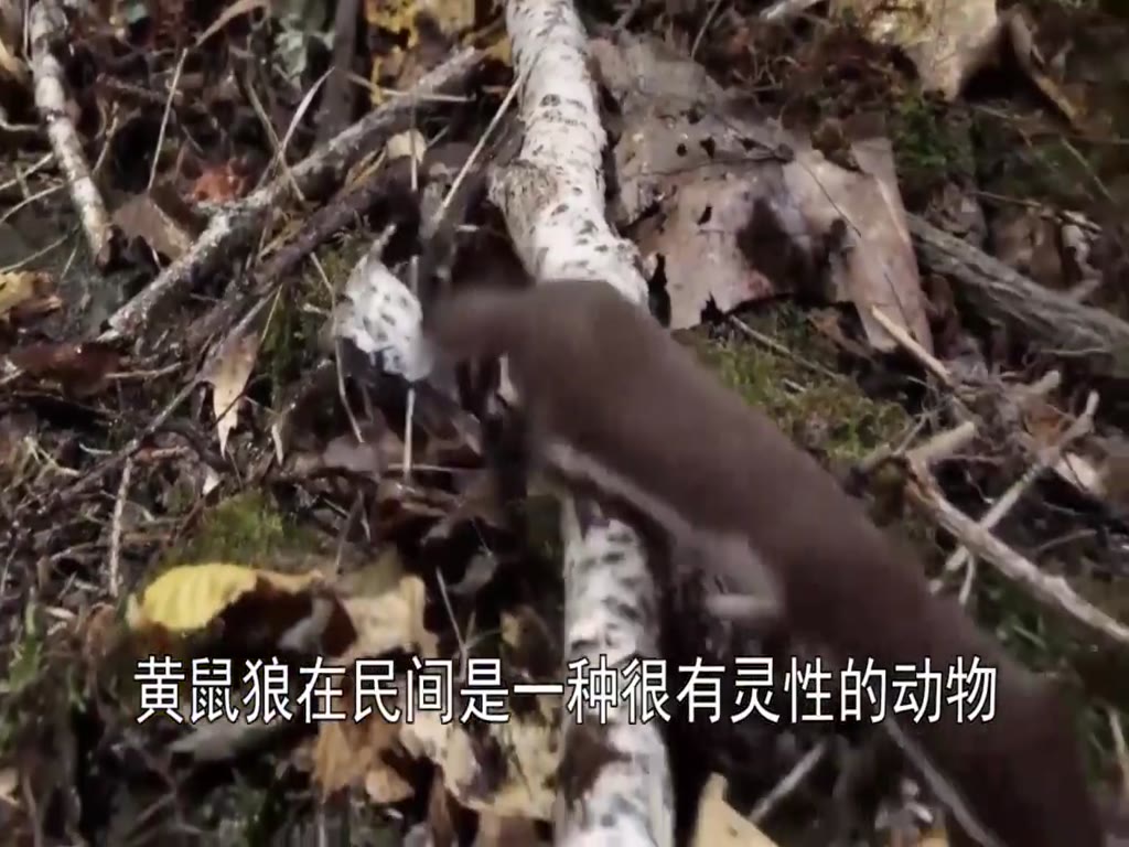 A weasel and a cobra fight, the war is about to break out, the camera records the whole process