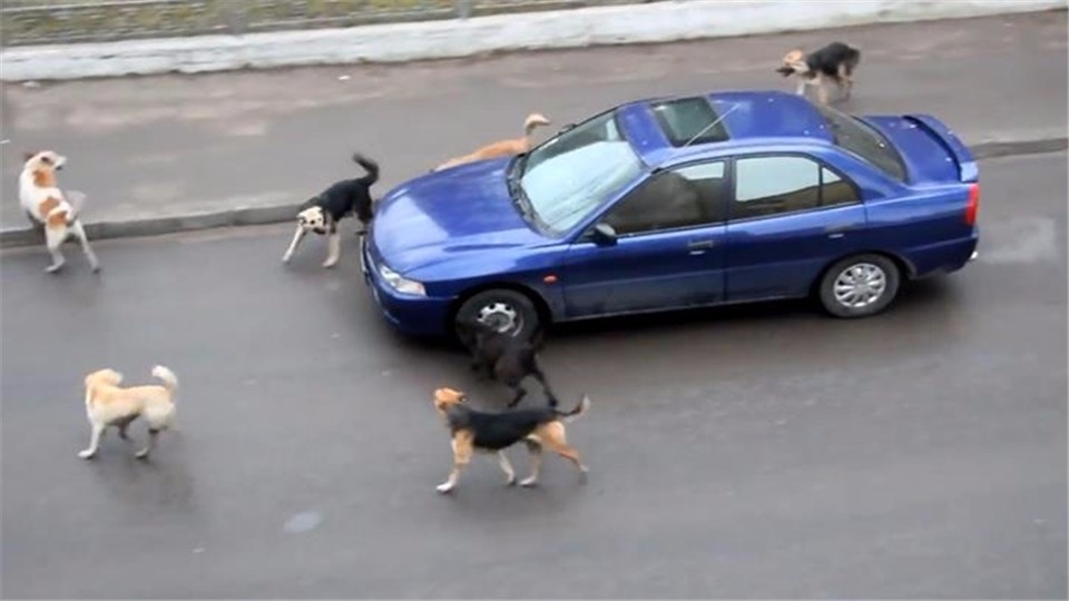 A car was surrounded by seven stray dogs. When the driver found out something was wrong, he immediately stepped on the accelerator.