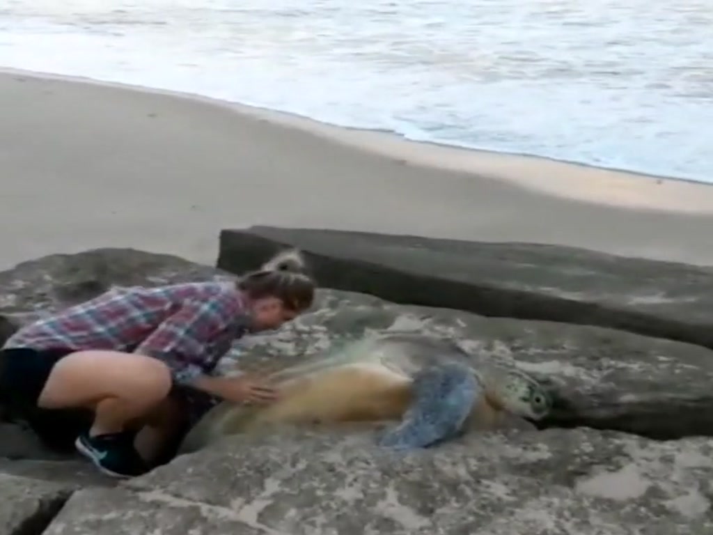 A couple came across a 100-kilogram green turtle stuck in a rock. It took them more than half an hour to save it.