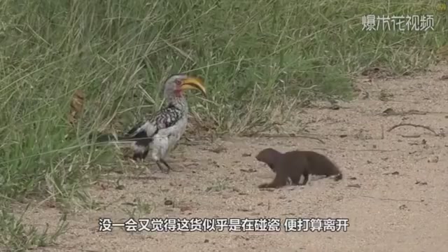 It's funny that the mongoose intentionally ran to the front and pretended to die in order to attack the big bird.
