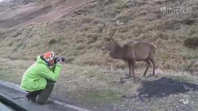 The man got out of the car and took pictures of the wild deer. The next second was a thrill.