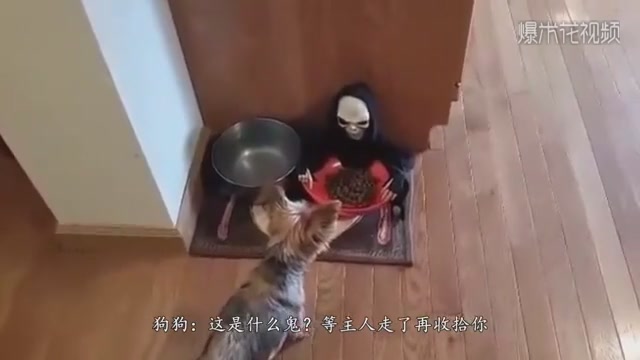 The pet owner gave the dog a new basin, and then the dog's behavior was painful and funny.