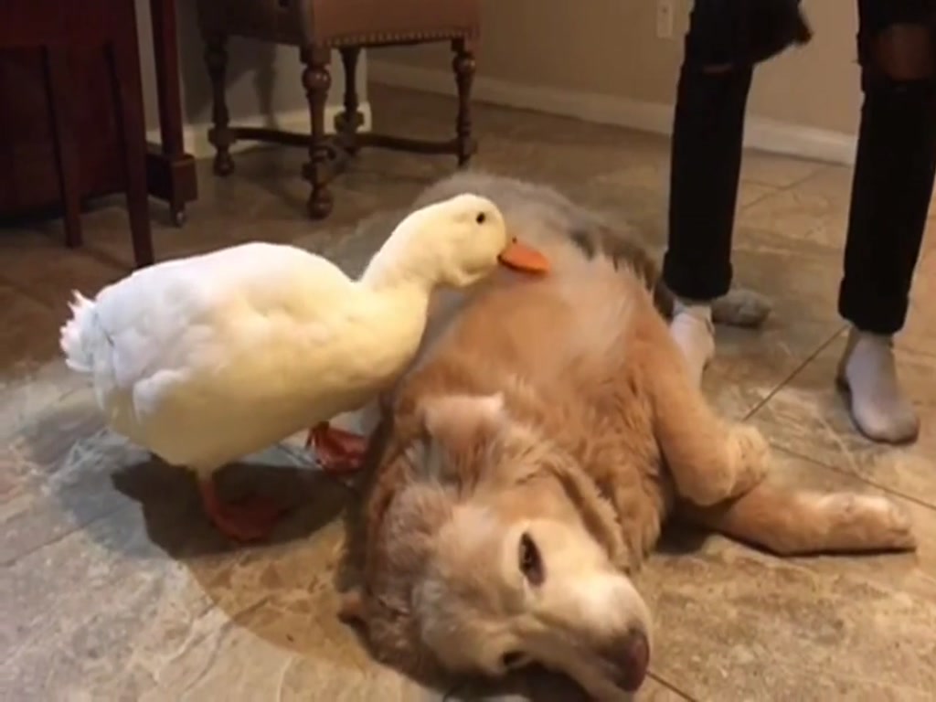 Ducks and ducks are not allowed to disturb the dog's sleep