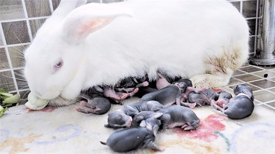 Why do some rabbit mothers bite the newborn rabbit?