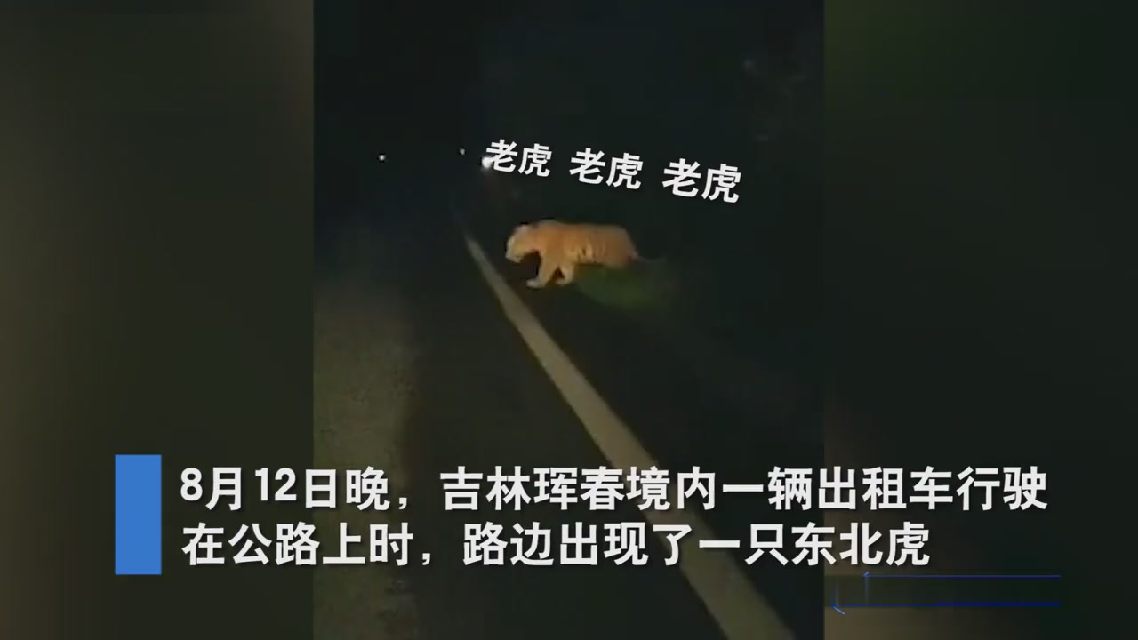 The tiger news:Northeast Tiger Crossing the Road in Hunchun,Jilin Province
