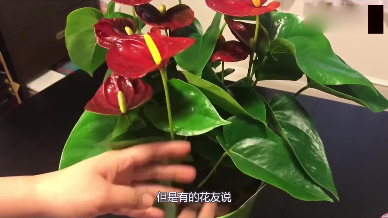 The leaves of Anthurium andraeanum are thick and thick. The self-made "strong root water" has made great contributions, and the flowers are colorful and flowering continuously.