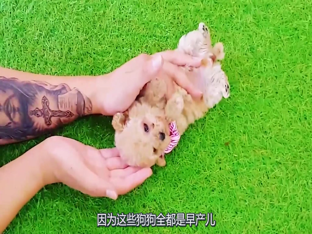 How on earth did the 50,000-yuan "Teacup Dog" come from? Feeling depressed after reading