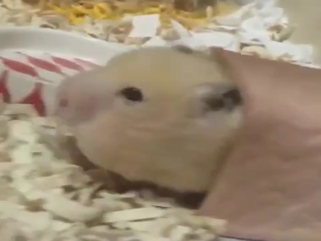 This must be the most square-faced hamster in history.