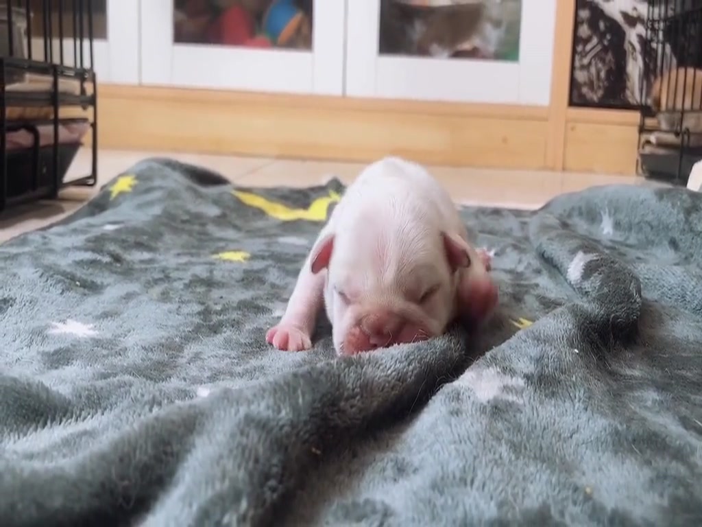 Baby dog who has not opened his eyes, climbing on the blanket is lovely.