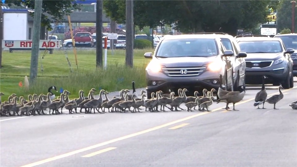 Mothers of wild geese take their babies across the road, and cars have to give way when they see them, just like emperors.
