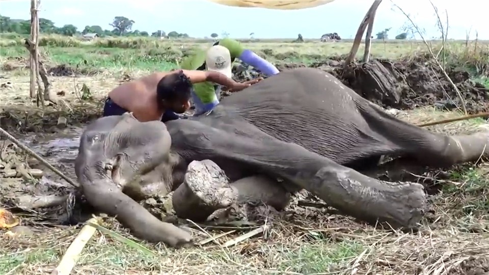 The elephant was so thin that it lay in the mud waiting to die. The kind people struggled to save it.