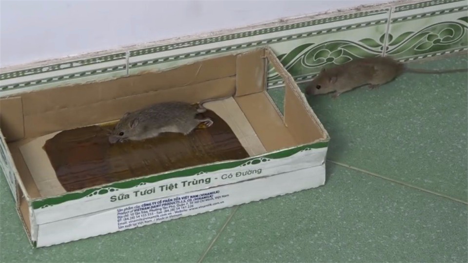 Unfortunately, the mouse was stuck, and his companion came to rescue him. Unexpectedly, an accident happened.
