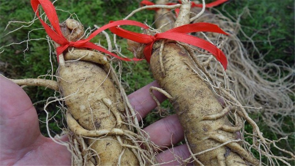 Why should we tie a red rope to dig ginseng, otherwise ginseng will run away? Listen to the experts