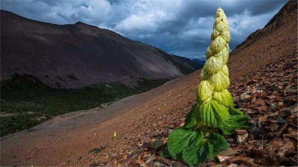 Why can't we pick this kind of corn when we travel to Tibet? Enhanced insight