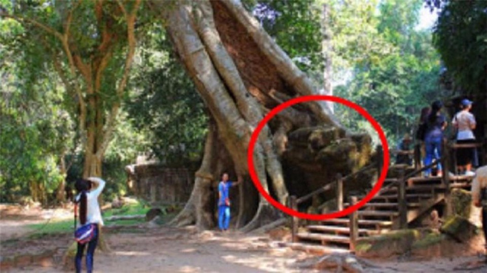 A hundred-year-old tree suddenly fell down, his pregnant wife was killed, and his husband was horrified when he dug the roots of the tree.