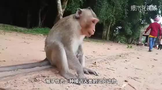 The monkey asked the visitor for beer. The man gave three bottles of beer to the visitor. Then please hold your breath and stop laughing.