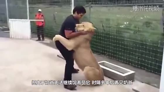 The dog found out that the owner wanted to sell the cattle and kept it in tears. Finally, the owner changed his mind.
