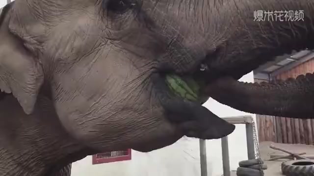 The keeper handed the elephant a watermelon and saw the way it ate it. The netizens were not calm.