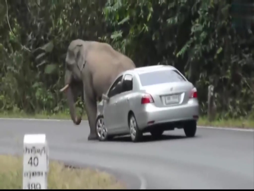 The elephants were so terrible that the cars were squashed.