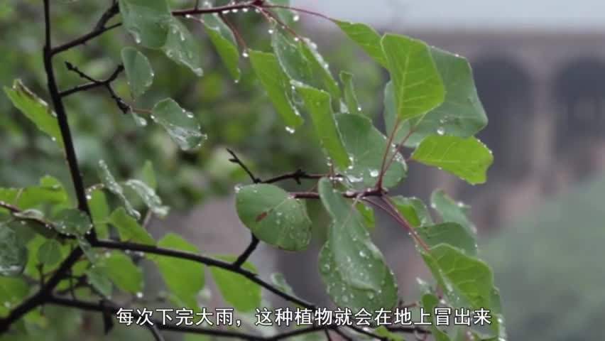 To the south of Qinling Mountains, this plant sprang up on the ground. Nobody asked for it before, but now 10 yuan a catty is a rare commodity.