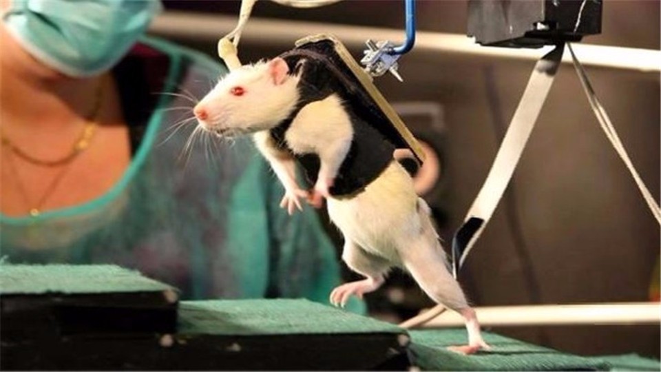How terrible is depression? Scientists experimented with mice and the results were unexpected.