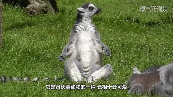 Bossy lemurs tickle their two children. The scene is really funny and interesting.