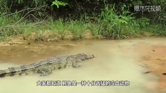 The dead man sat down on the crocodile and something unexpected happened.
