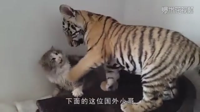 A cat growing up with a tiger walks out of the unacknowledged pace of its six relatives