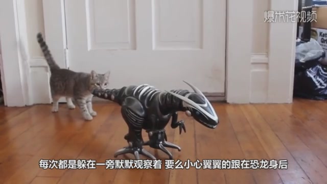The owner bought a toy dinosaur and went home. The cat walked like this, and the owner almost laughed.