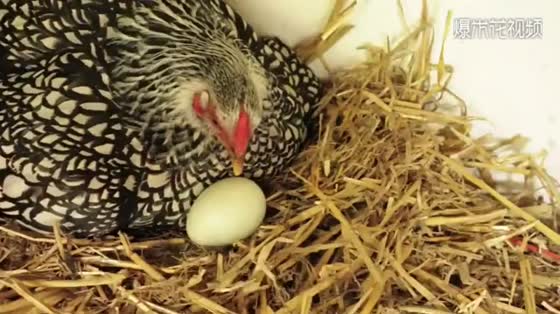 Put an egg in the pigeon's nest. When the chicken comes out of the shell, the mother's reaction is surprising.