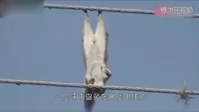 The squirrel ran around and even climbed to the high-voltage line. As a result, the squirrel was hanging in the air.