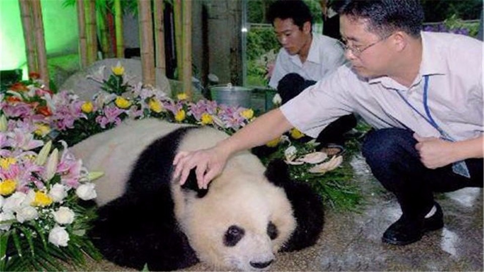 What will the state do with the remains of giant pandas when they die? You don't believe it.