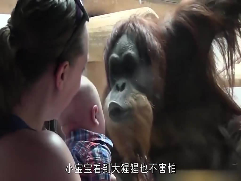 It's too gentle for a gorilla to make her baby happy by making such a loving expression.