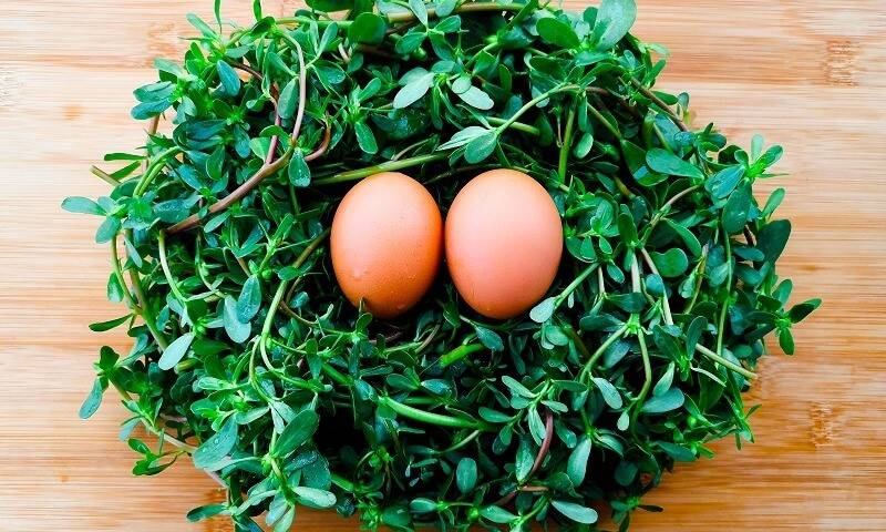 Portulaca oleracea plus eggs is the most addictive way to eat, without stir-frying, without mixing, without steaming, eating a real fragrance, without changing meat.