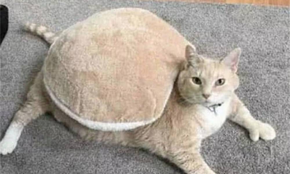 The owner bought a new cushion, and the fat orange carried it on his back.