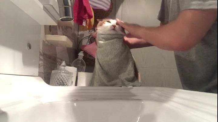 The cat who washes his face is rare.