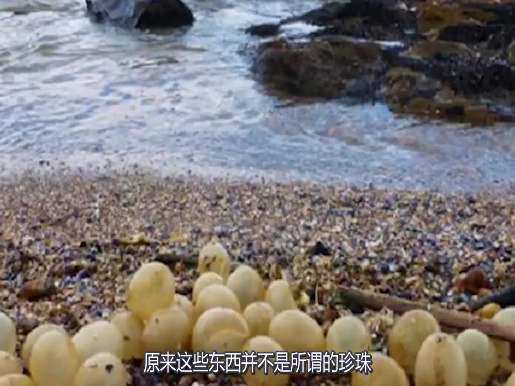 A large number of "giant pearls" appeared on the beach. When the administrator saw them, he cried out and put them down quickly.