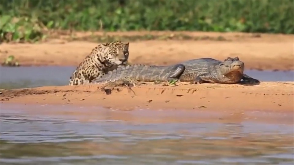 A leopard preys on a crocodile, subdues it and bites its skull.