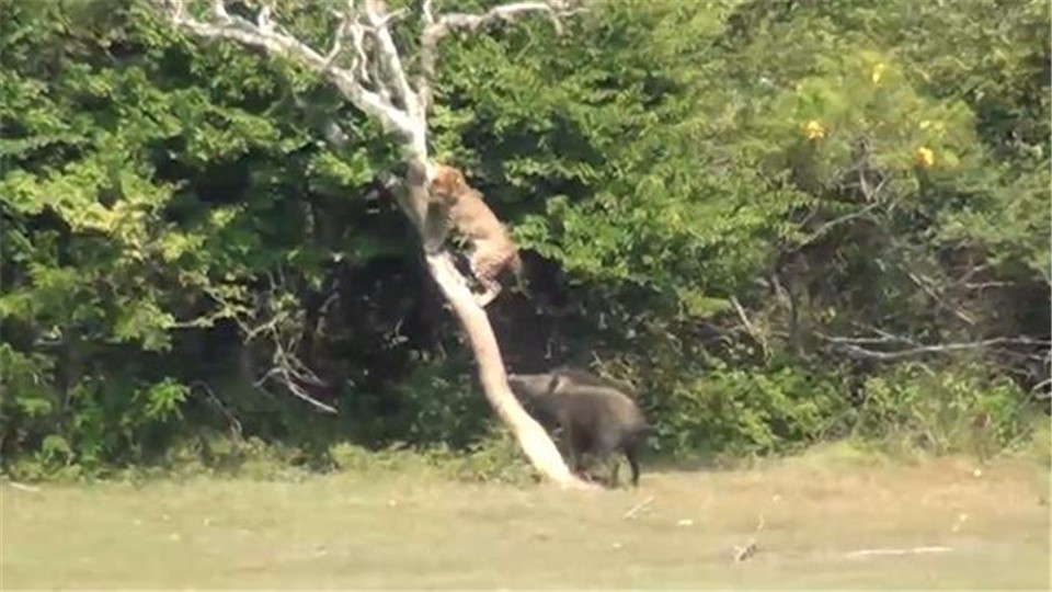 The leopard preys on wild boar and is chased to the tree by wild boar. The whole process is photographed!