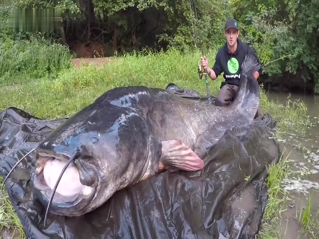 Six-whiskered catfish is a freshwater beast that can eat people. It's huge!