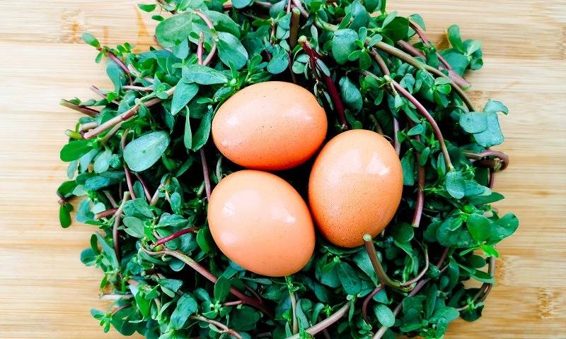 Portulaca oleracea plus 3 eggs is so delicious that it tastes better without stir-frying or mixing with sour than meat.