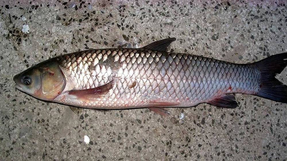Since knowing this method, our grass carp has not boiled and eaten, delicious and delicious, 3 Jin is not enough to eat.