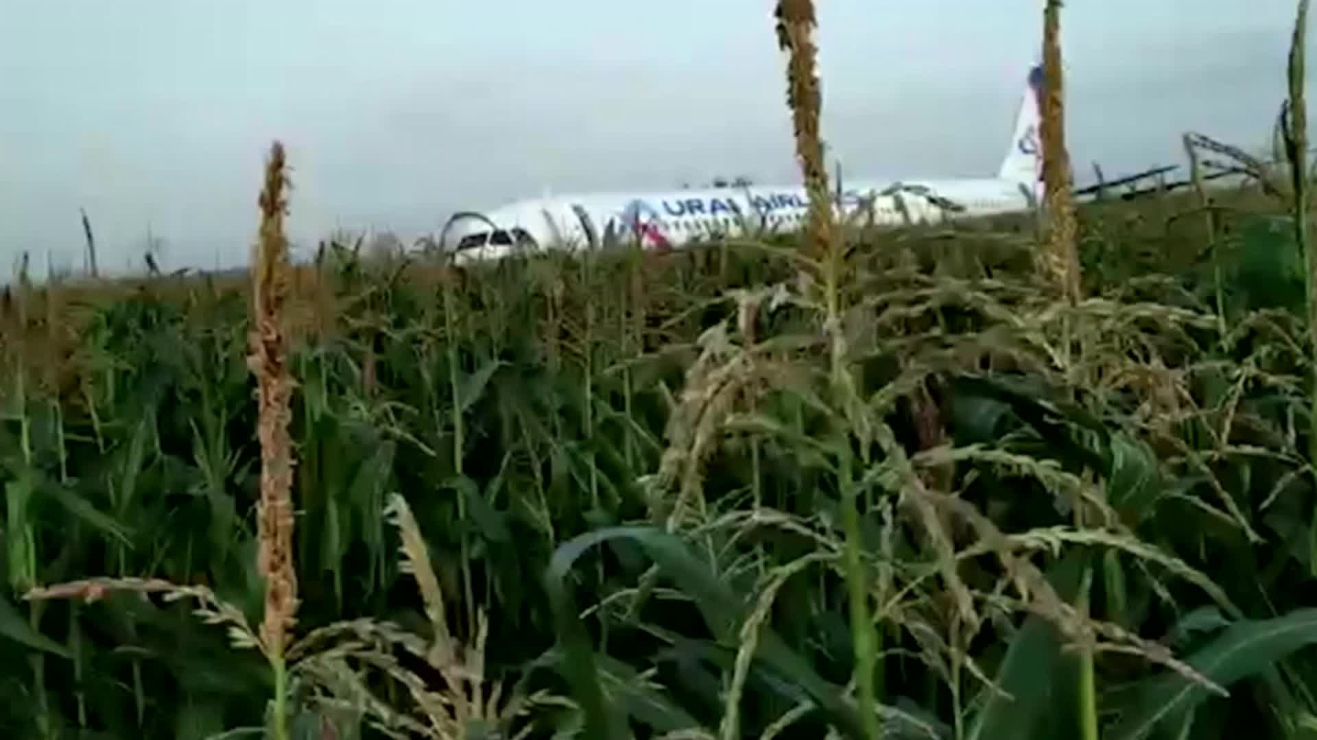 A Russian airliner was attacked by birds and its twin engines failed to make a successful forcible landing in corn fields.