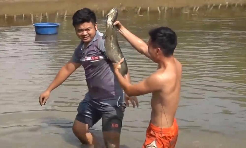Rural children catch big fish in the mud pond and bamboo is used to grill them. The outside coke is tender and delicate. Addiction
