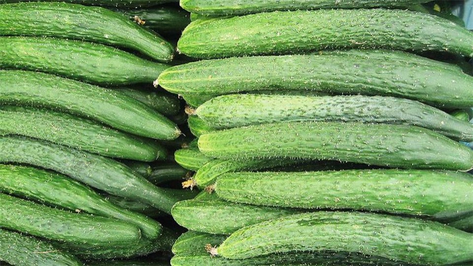 Cucumbers don't need refrigerators. The vegetable saleswoman teaches you some tips. They are fresh for 25 days.