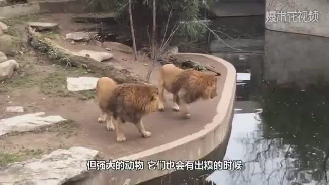 The lion doesn't want his paws to touch the water. This pose is too funny. Don't laugh at the end.