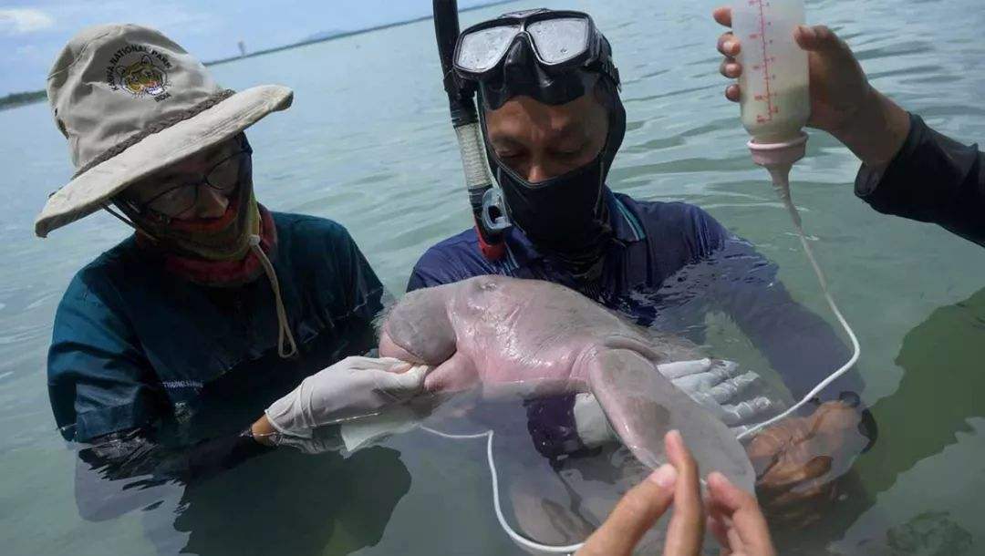 A Baby Dugong died in Thailand,The cause is heartbreaking