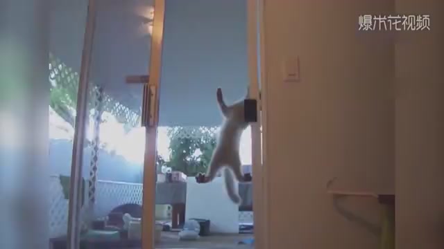 A cat that walks on the eaves. Force Max