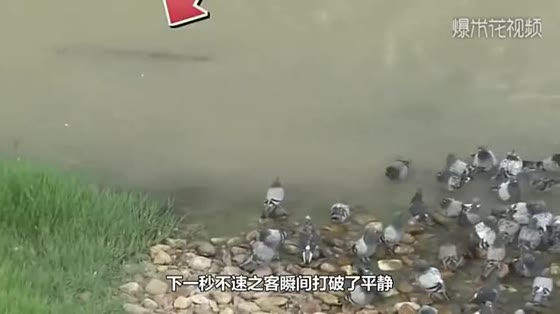 When the duckling was dragged away by the fish, the mother duck chased madly when she saw it.